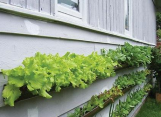 Idées Potager – Plantation