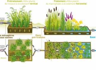 Assainissement individuel par filtres plantés / phytoépuration Assainissement individuel par filtres plantés